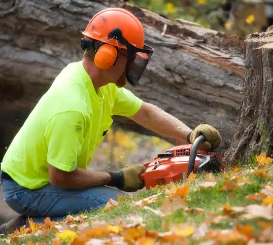 tree services Forest